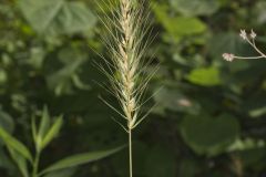 Southeastern Wildrye, Elymus glabriflorus