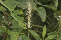 Southeastern Wildrye, Elymus glabriflorus