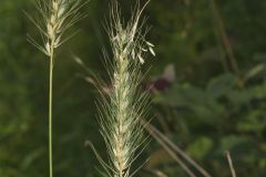 Southeastern Wildrye, Elymus glabriflorus