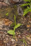 Southern Adderstongue, Ophioglossum vulgatum