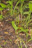 Southern Adderstongue, Ophioglossum vulgatum