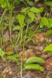 Southern Adderstongue, Ophioglossum vulgatum