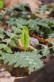 Southern Adderstongue, Ophioglossum vulgatum