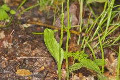 Southern Adderstongue, Ophioglossum vulgatum