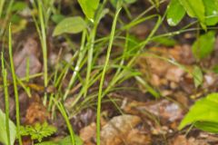 Southern Adderstongue, Ophioglossum vulgatum