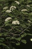 Southern Arrowwood, Viburnum dentatum