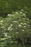 Southern Arrowwood, Viburnum dentatum