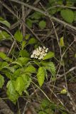 Southern Arrowwood, Viburnum dentatum