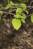 Southern Arrowwood, Viburnum dentatum