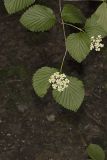 Southern Arrowwood, Viburnum dentatum