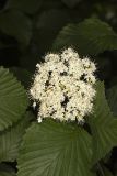 Southern Arrowwood, Viburnum dentatum
