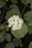 Southern Arrowwood, Viburnum dentatum