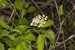 Southern Arrowwood, Viburnum dentatum