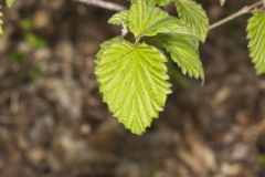 Southern Arrowwood, Viburnum dentatum