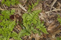Southern Fragile Fern, Cystopteris protrusa