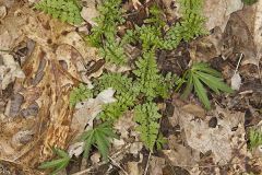 Southern Fragile fern, Cystopteris protrusa