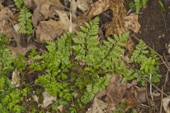 Southern Fragile fern, Cystopteris protrusa