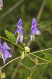 Southern Monkshood, Aconitum uncinatum