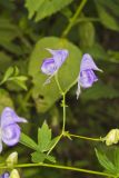 Southern Monkshood, Aconitum uncinatum