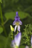 Southern Monkshood, Aconitum uncinatum