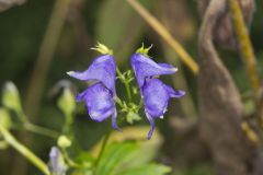 Southern Monkshood, Aconitum uncinatum