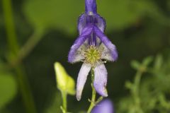 Southern Monkshood, Aconitum uncinatum