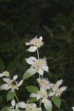 Southern Mountainmint, Pycnanthemum pycnanthemoides