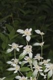 Southern Mountainmint, Pycnanthemum pycnanthemoides