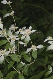 Southern Mountainmint, Pycnanthemum pycnanthemoides