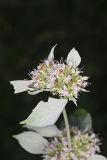 Southern Mountainmint, Pycnanthemum pycnanthemoides