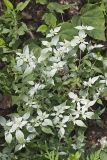 Southern Mountainmint, Pycnanthemum pycnanthemoides