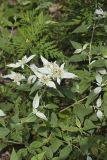 Southern Mountainmint, Pycnanthemum pycnanthemoides