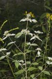 Southern Mountainmint, Pycnanthemum pycnanthemoides