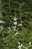 Southern Mountainmint, Pycnanthemum pycnanthemoides