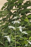 Southern Mountainmint, Pycnanthemum pycnanthemoides