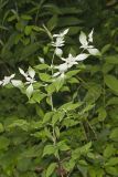 Southern Mountainmint, Pycnanthemum pycnanthemoides
