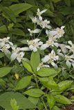 Southern Mountainmint, Pycnanthemum pycnanthemoides