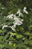 Southern Mountainmint, Pycnanthemum pycnanthemoides