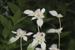 Southern Mountainmint, Pycnanthemum pycnanthemoides