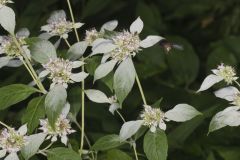 Southern Mountainmint, Pycnanthemum pycnanthemoides