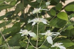 Southern Mountainmint, Pycnanthemum pycnanthemoides