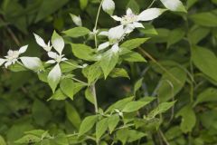 Southern Mountainmint, Pycnanthemum pycnanthemoides