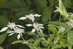 Southern Mountainmint, Pycnanthemum pycnanthemoides