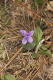 Southern Woodland Violet, Viola hirsutula