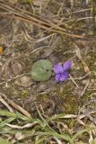 Southern Woodland Violet, Viola hirsutula