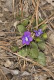 Southern Woodland Violet, Viola hirsutula