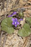 Southern Woodland Violet, Viola hirsutula