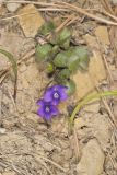 Southern Woodland Violet, Viola hirsutula