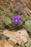 Southern Woodland Violet, Viola hirsutula