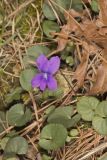 Southern Woodland Violet, Viola hirsutula